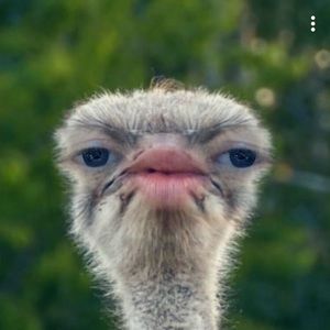 Meet your Posher, Otis